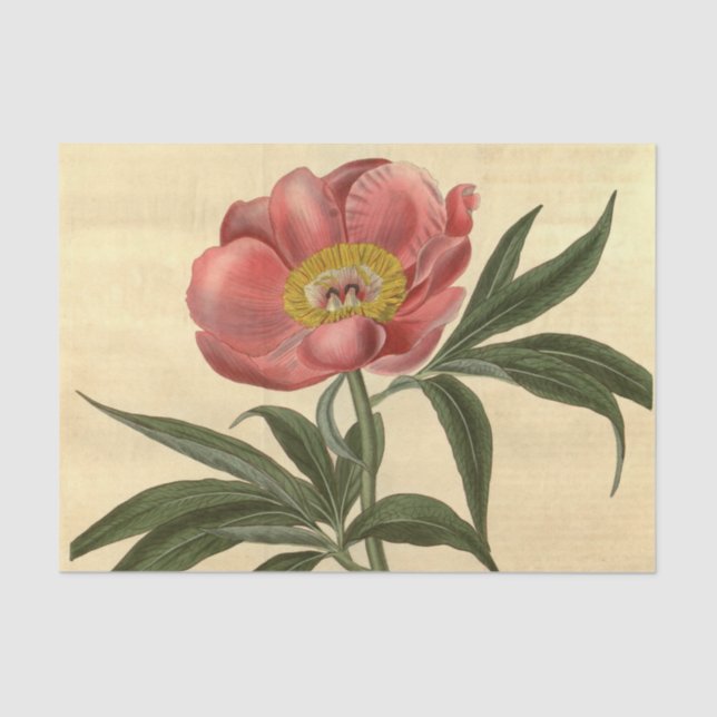 Papel De Seda Flor Rosa-Rosa Ephemera (Frente )