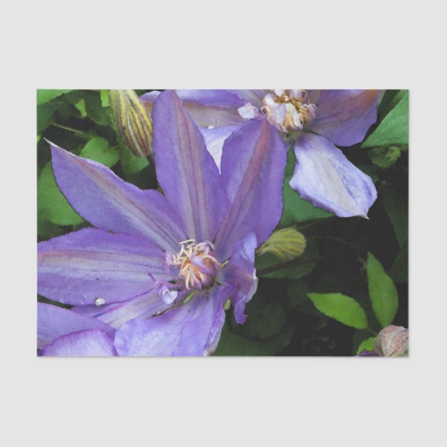 Papel De Seda Flor roxa Decoupage da corriola (Frente )