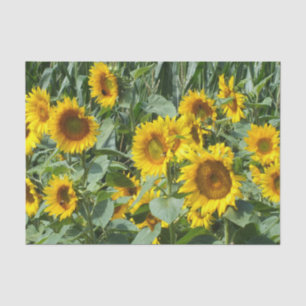 Papel De Seda flor, sol, planta, natureza, verão, floral,