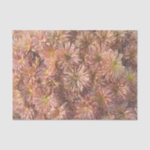 Floral Chic Rosa Pastel Crisântemo Decoupage