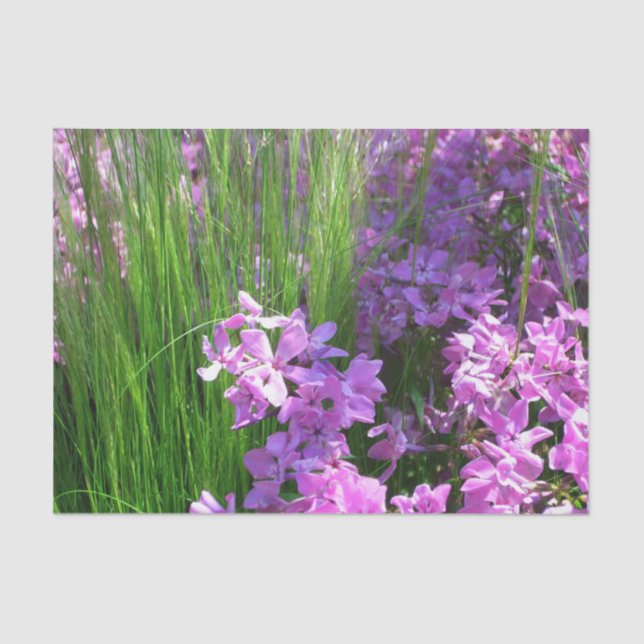Papel De Seda Floral de Verão de Flox e Grama Rosa (Frente )