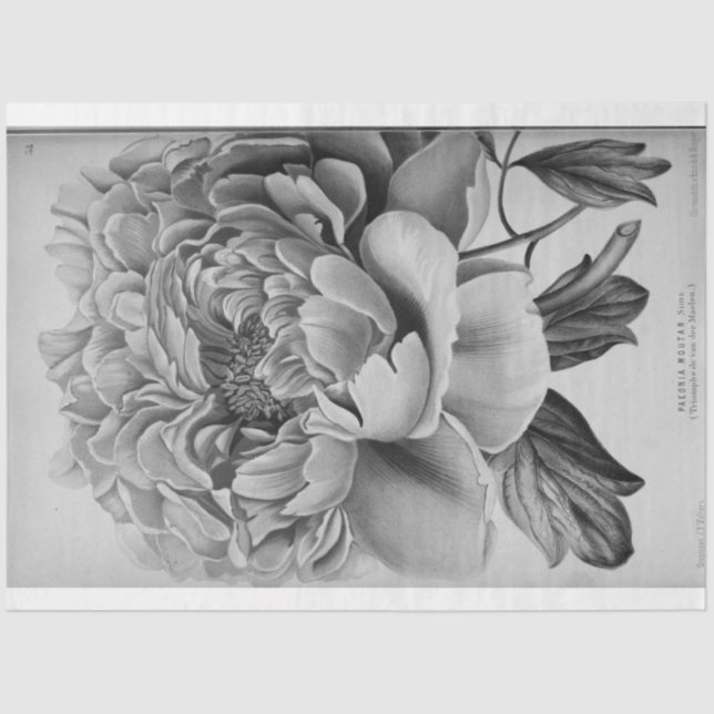 Papel De Seda Floral Ephemera Decoupage Black White Peony (Frente )