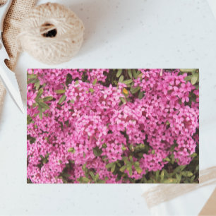 Papel De Seda Floral Rosa bonito