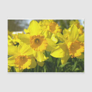 Papel De Seda Flores Amarelas de Daffodil