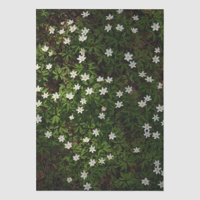Papel De Seda Flores brancas de primavera na floresta (Frente )