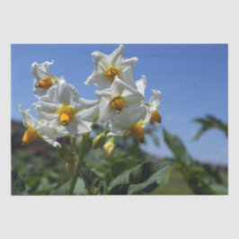 Papel De Seda Flores de amido Solanum tuberosum