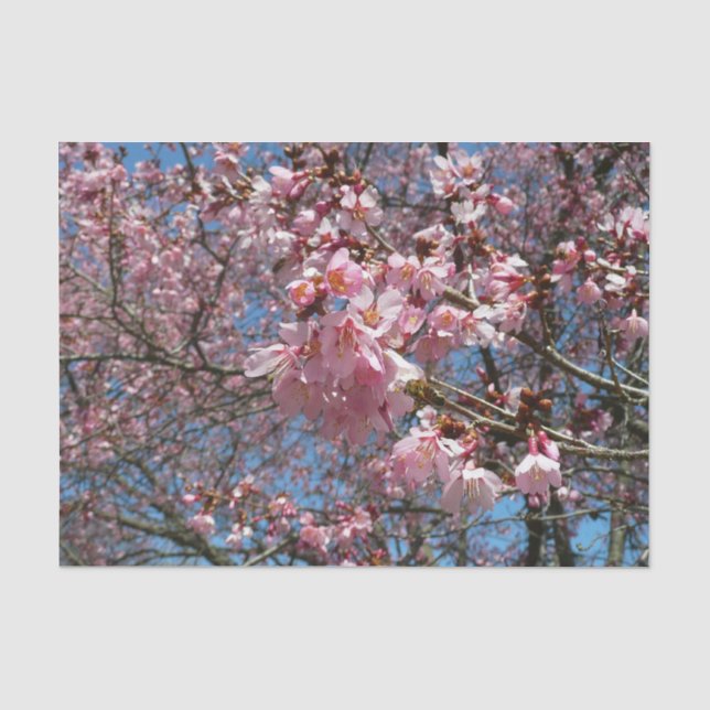 Papel De Seda Flores de Cereja e Flores Rosa de Abelha (Frente )