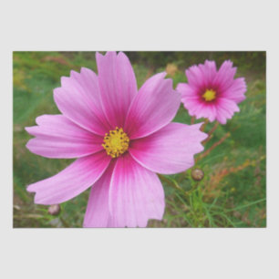 Papel De Seda Flores de Cosmos Rosa