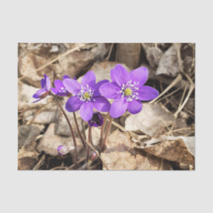 Papel De Seda Flores de Hepatica Roxas