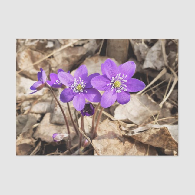 Papel De Seda Flores de Hepatica Roxas (Frente )