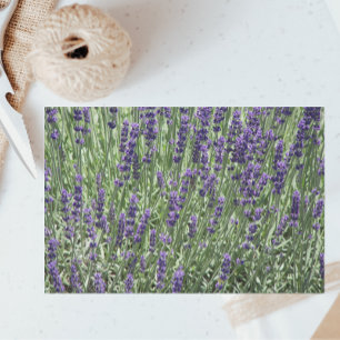Papel De Seda Flores de Lavanda roxas Florais