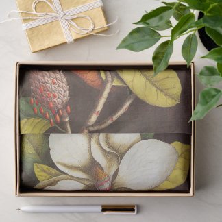 Papel De Seda Flores de Magnólia Antiga Planta Com Sementes