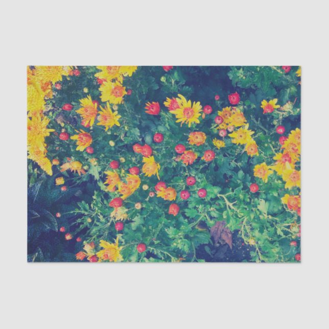Papel De Seda Flores de margarida silvestre, de cor múltipla (Frente )