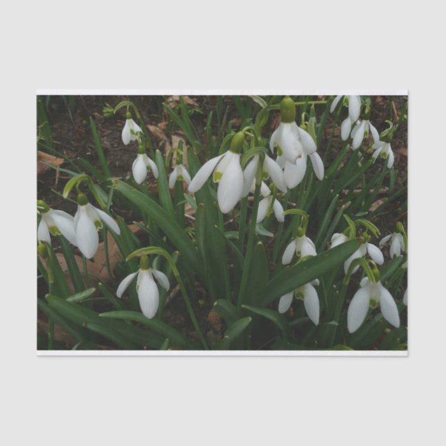 Papel De Seda Flores de primavera Brancas I (Galanthus) (Frente )