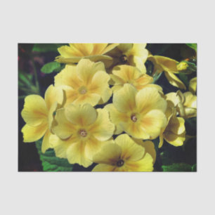 Papel De Seda Flores de Primrose Amarela Fechar a Descamação