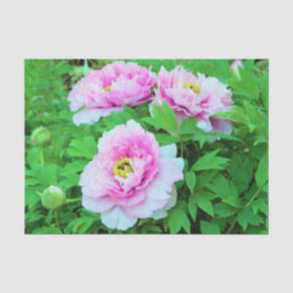 Papel De Seda Flores Elegantes de Pêonias de Árvore Rosa com Cen