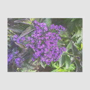 Papel De Seda Flores lilás púrpuras selvagens primavera sage arb