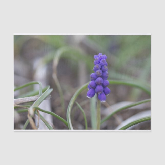 Papel De Seda Flores Roxas (Frente )