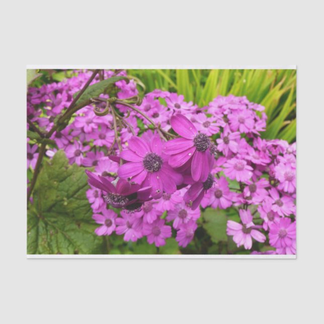 Papel De Seda Flores Roxas de São Francisco (Frente )