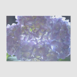 Papel De Seda Flores roxas roxas, poeiras, empoeiradas