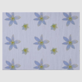 Papel De Seda florescer em branco