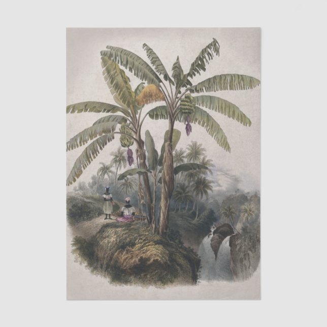 Papel De Seda Floresta Antiga de Bananeiras Tropicais | Bota Vin (Frente )