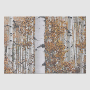 Papel De Seda Floresta de Árvore