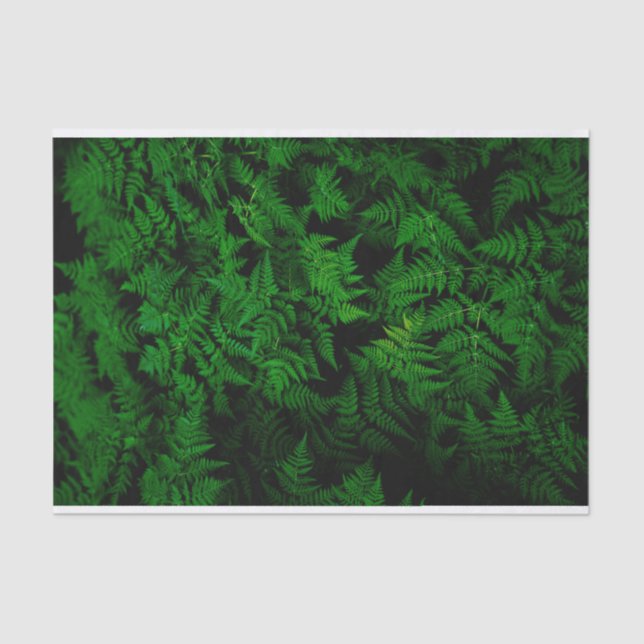 Papel De Seda Floresta dos Dinossauros (Frente )