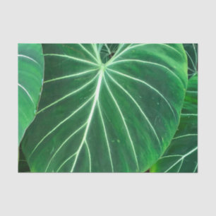 Papel De Seda Folha de Palma, folhagem tropical, floresta tropic