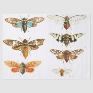 Papel De Seda Folha dos elementos do Diário da sucata do inseto