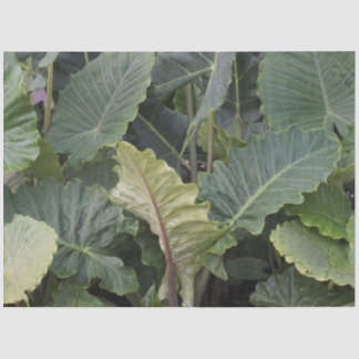 Papel De Seda Folhas de Alocasia