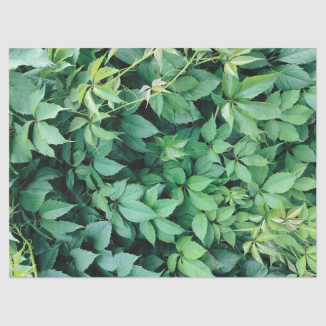 Papel De Seda Folhas de Grama Verde (Frente )