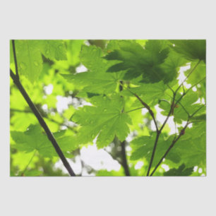 Papel De Seda Folhas de Maple com Gotas de Rainha