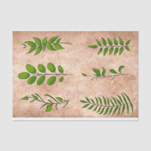 Papel De Seda Folhas verdes plantas de folhagem desbotadas sépia