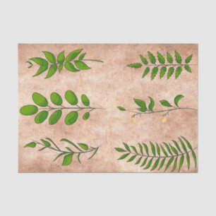 Papel De Seda Folhas verdes plantas folhagens envelhecidas sépia