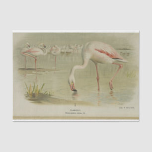 Papel De Seda Folhetos Aves Ephemera Decoupage