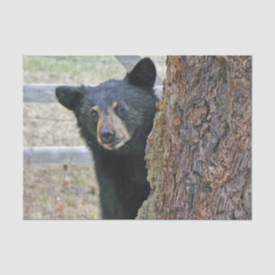 Papel De Seda Foto da árvore do urso preto