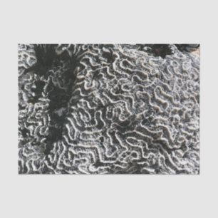 Papel De Seda Foto da natureza do Abstrato Black and White Coral