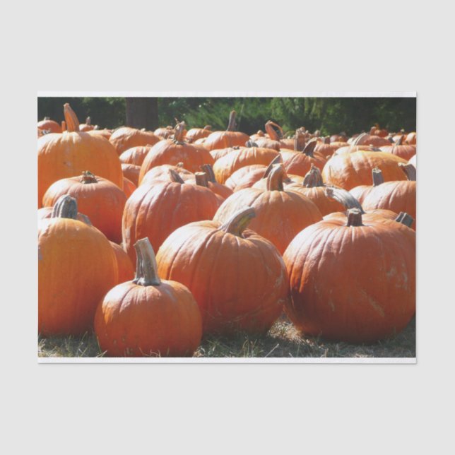 Papel De Seda Foto de Abóboras para Outono, Halloween ou Dia de  (Frente )