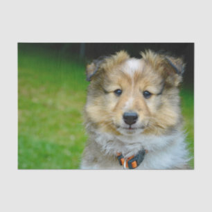 Papel De Seda Foto de Cêpula Shetland da Cute