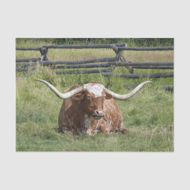 Papel De Seda Foto de Cow Texas Longhorn (Frente )