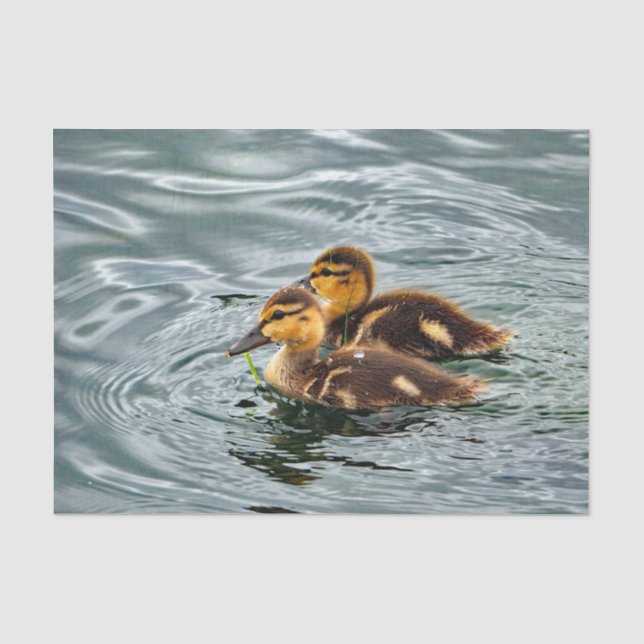 Papel De Seda Foto de Cute Mallard Ducklings (Frente )