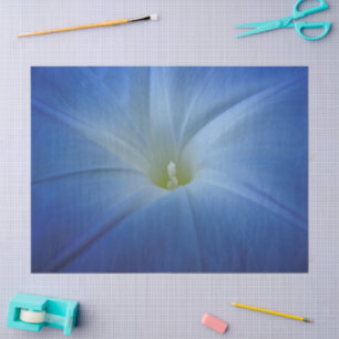 Papel De Seda Foto de Fechamento da Glória da Manhã Azul Celesti