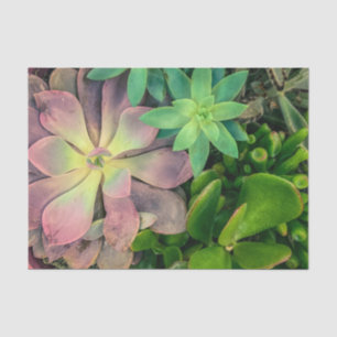 Papel De Seda Foto de Planta Suculenta Roxa, Rosa e Verde