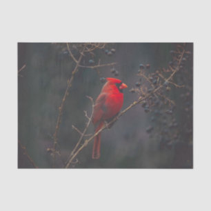 Papel De Seda Foto do Cardeal Vermelho Wildlife