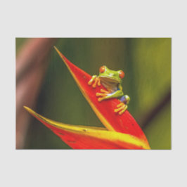 Papel De Seda Foto do Sapo da Árvore Vermelha Wildlife