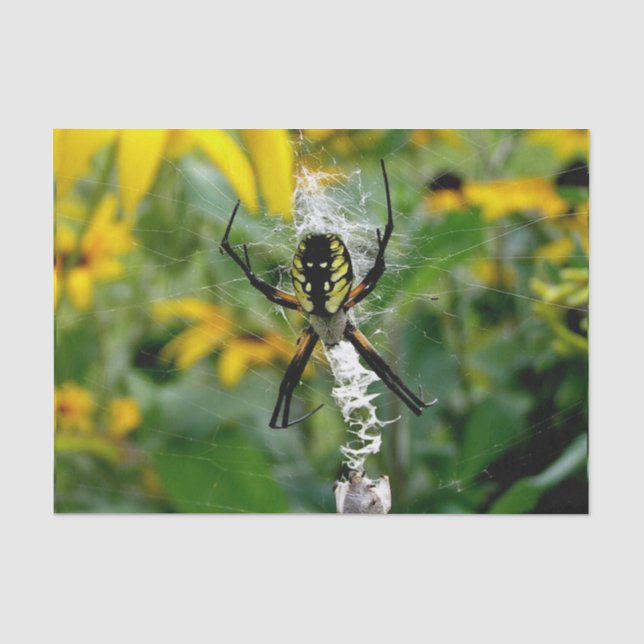 Papel De Seda Foto fantástica - Aranha Orb na Web (Frente )