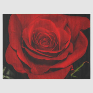 Papel De Seda Foto floral da flor bonita da rosa vermelha