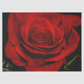 Papel De Seda Foto floral da flor bonita da rosa vermelha