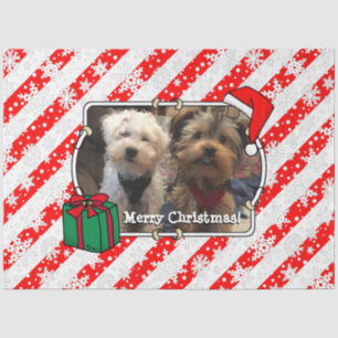 Papel De Seda Foto personalizada Santa Hat Pet HO HO